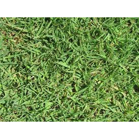 50 Sqm Bayview Evergreen Instant Lawn