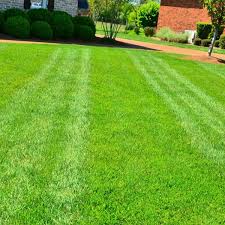 50 Sqm Buffalo Lawn Grass
