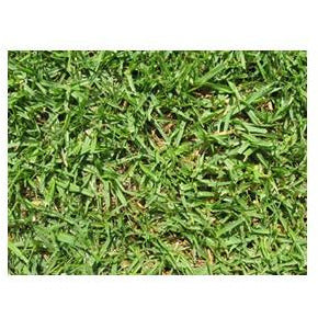 20 SQM Kikuyu Lawn