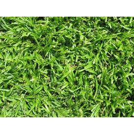 50 SQM LM Berea Evergreen Instant Lawn