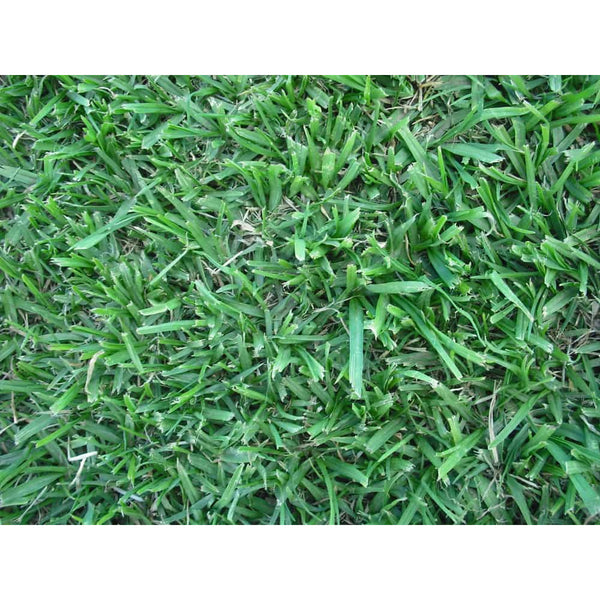 Kikuyu Lawn Supplier , Johannesburg, Pretoria, Cape Town Pavement
