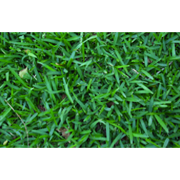 20 Sqm Buffalo Lawn Grass